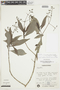 Psychotria subspathulata image