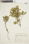 Psychotria subtriflora image