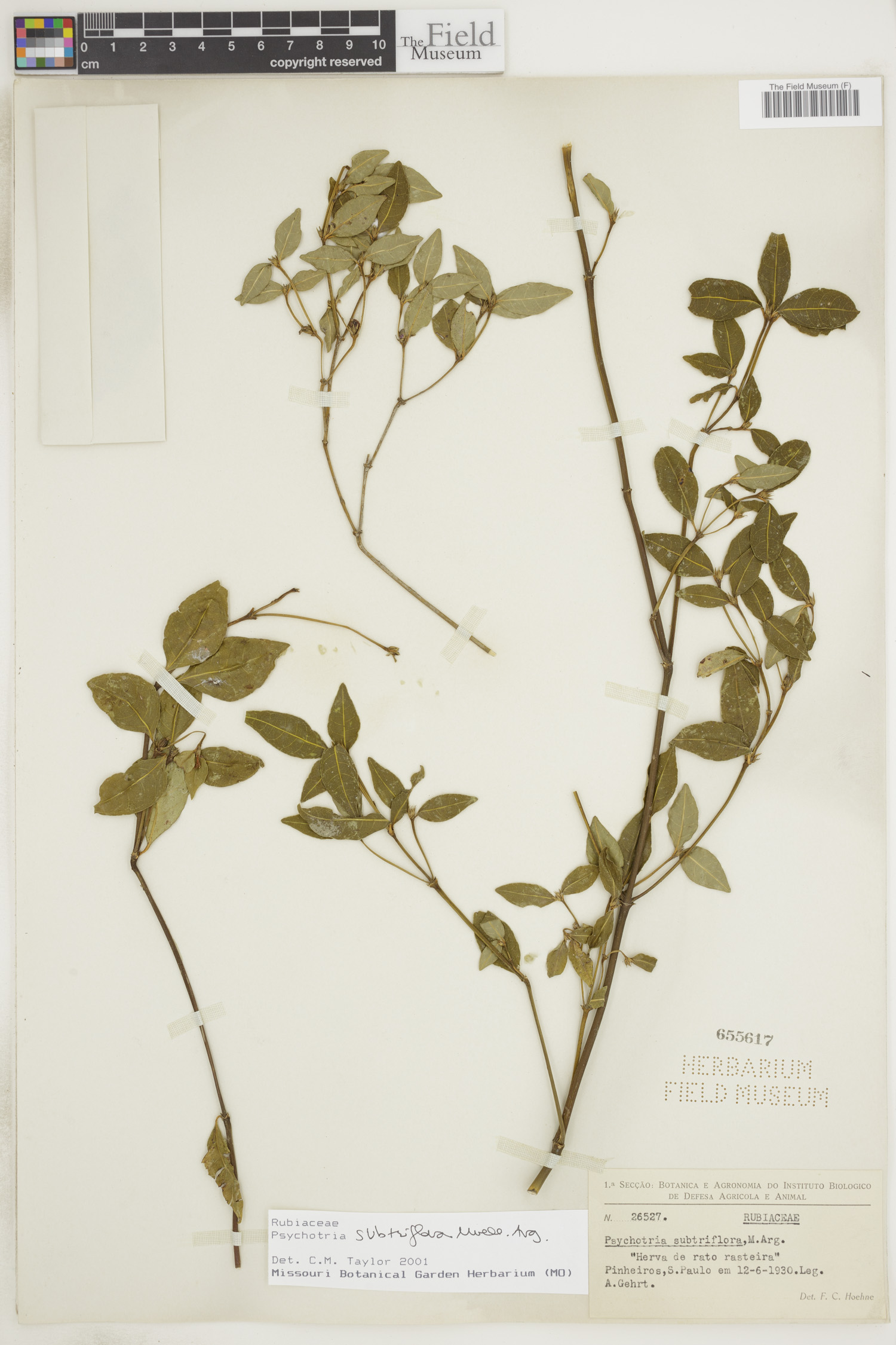 Psychotria subtriflora image