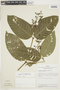 Psychotria subundulata image