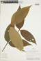 Psychotria suerrensis image