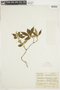 Psychotria suterella image