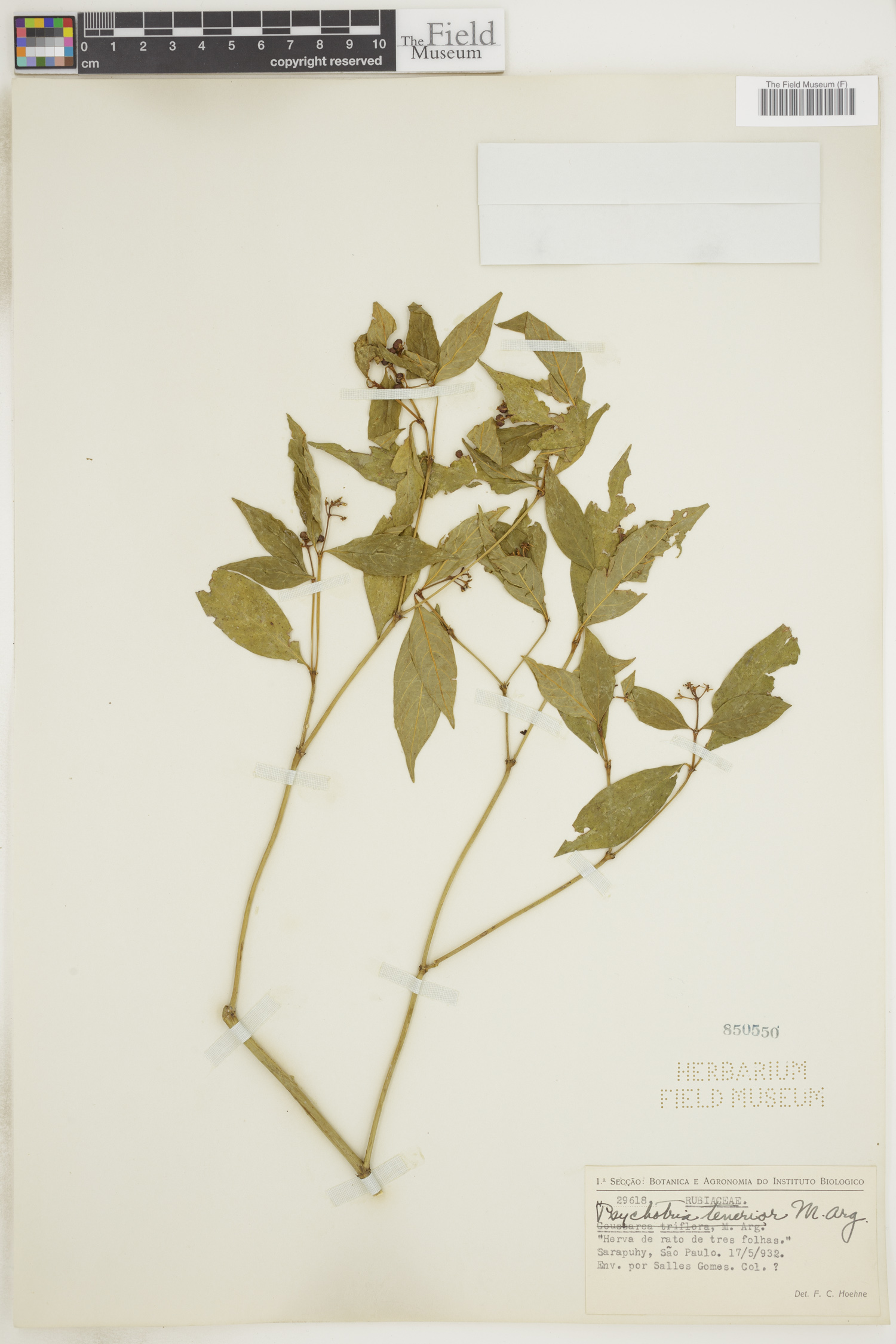 Psychotria tenerior image