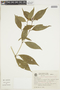 Psychotria tenerior image