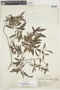 Psychotria tenuicaulis image