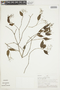Psychotria tenuicaulis image