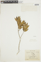 Psychotria tenuinervis image