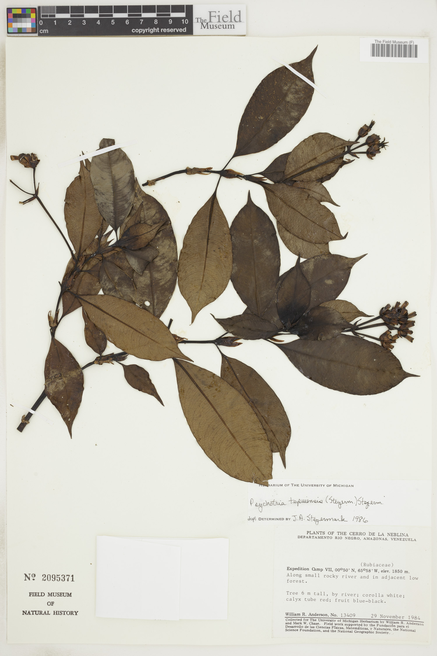 Psychotria tepuiensis image