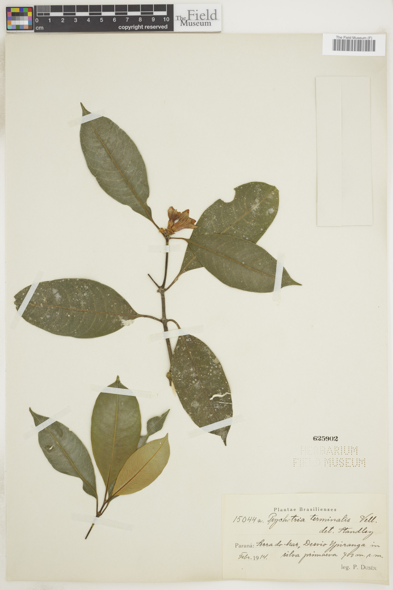 Psychotria terminalis image