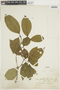 Psychotria terminalis image