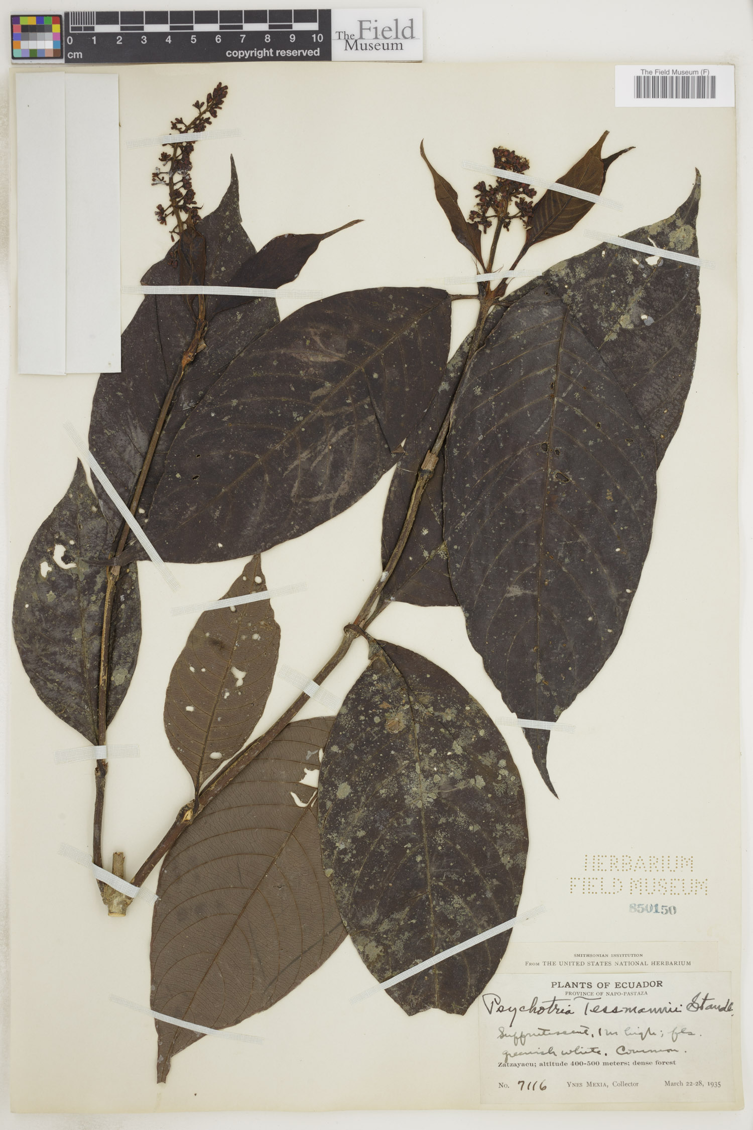 Psychotria tessmannii image