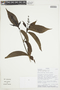 Psychotria tessmannii image