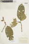 Psychotria timbiquensis image