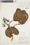 Psychotria tolimensis image