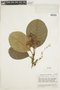 Psychotria tolimensis image