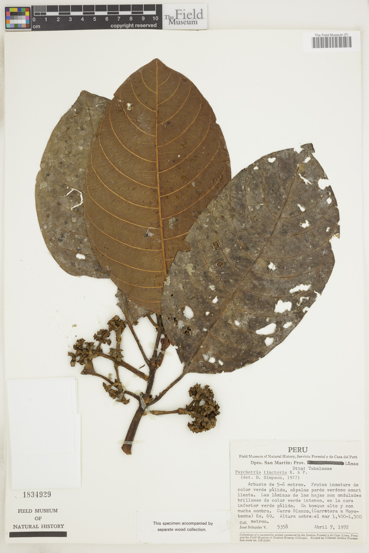 Psychotria tinctoria image