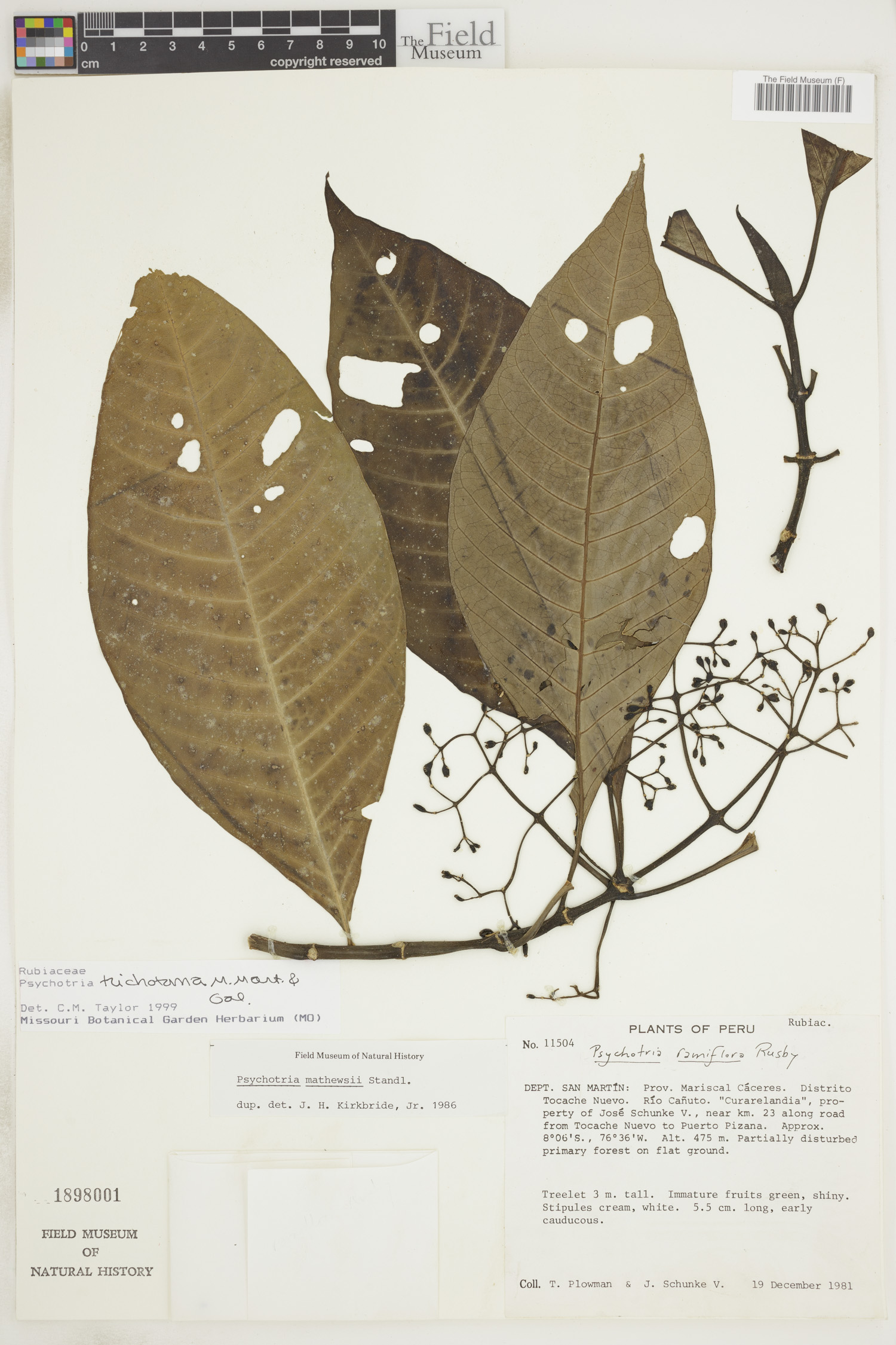 Psychotria trichotoma image