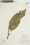 Psychotria trichotoma image