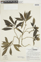 Psychotria trifida image
