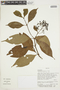 Psychotria tristis image