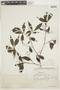 Psychotria trivialis image