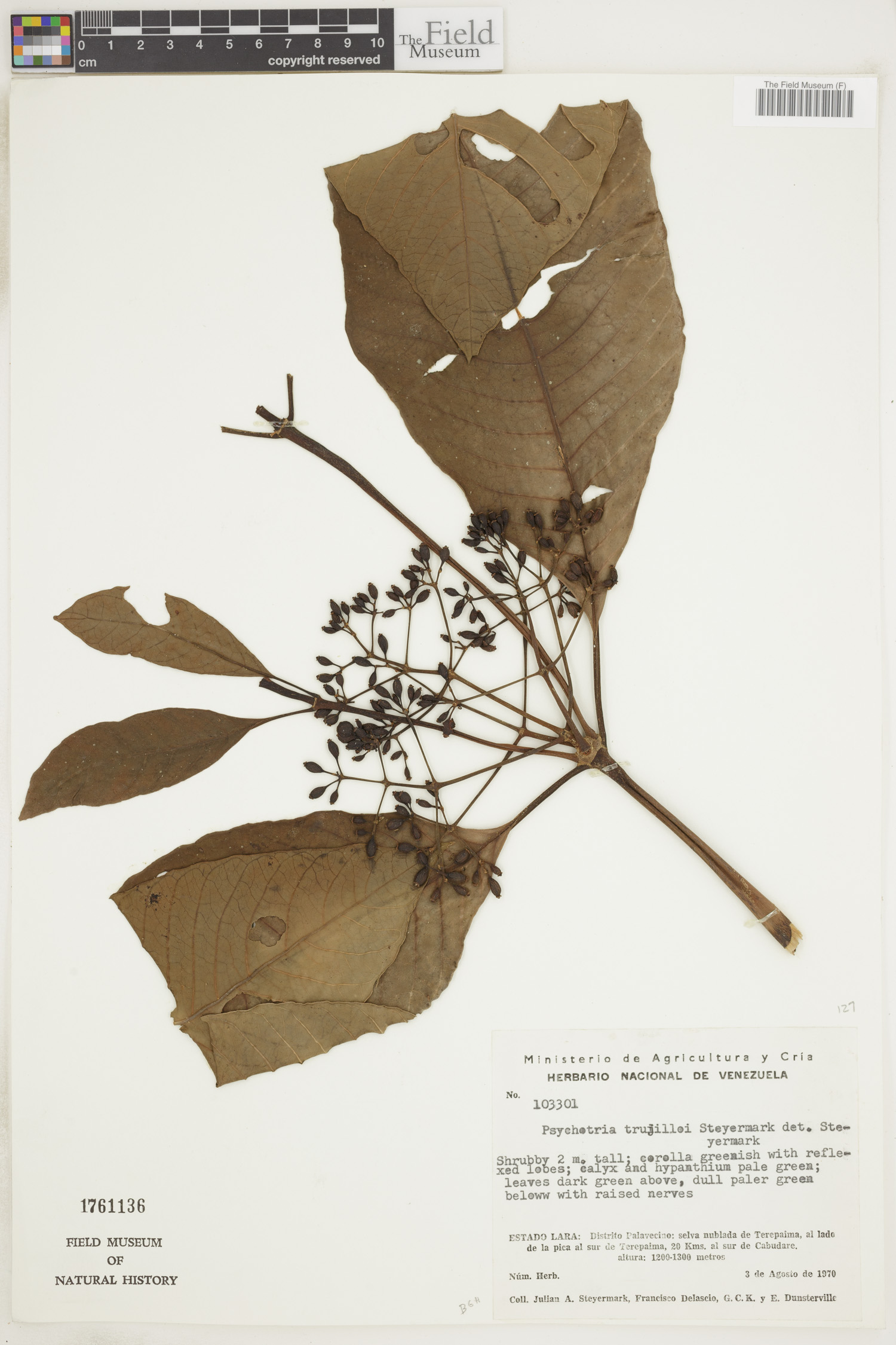 Psychotria trujilloi image