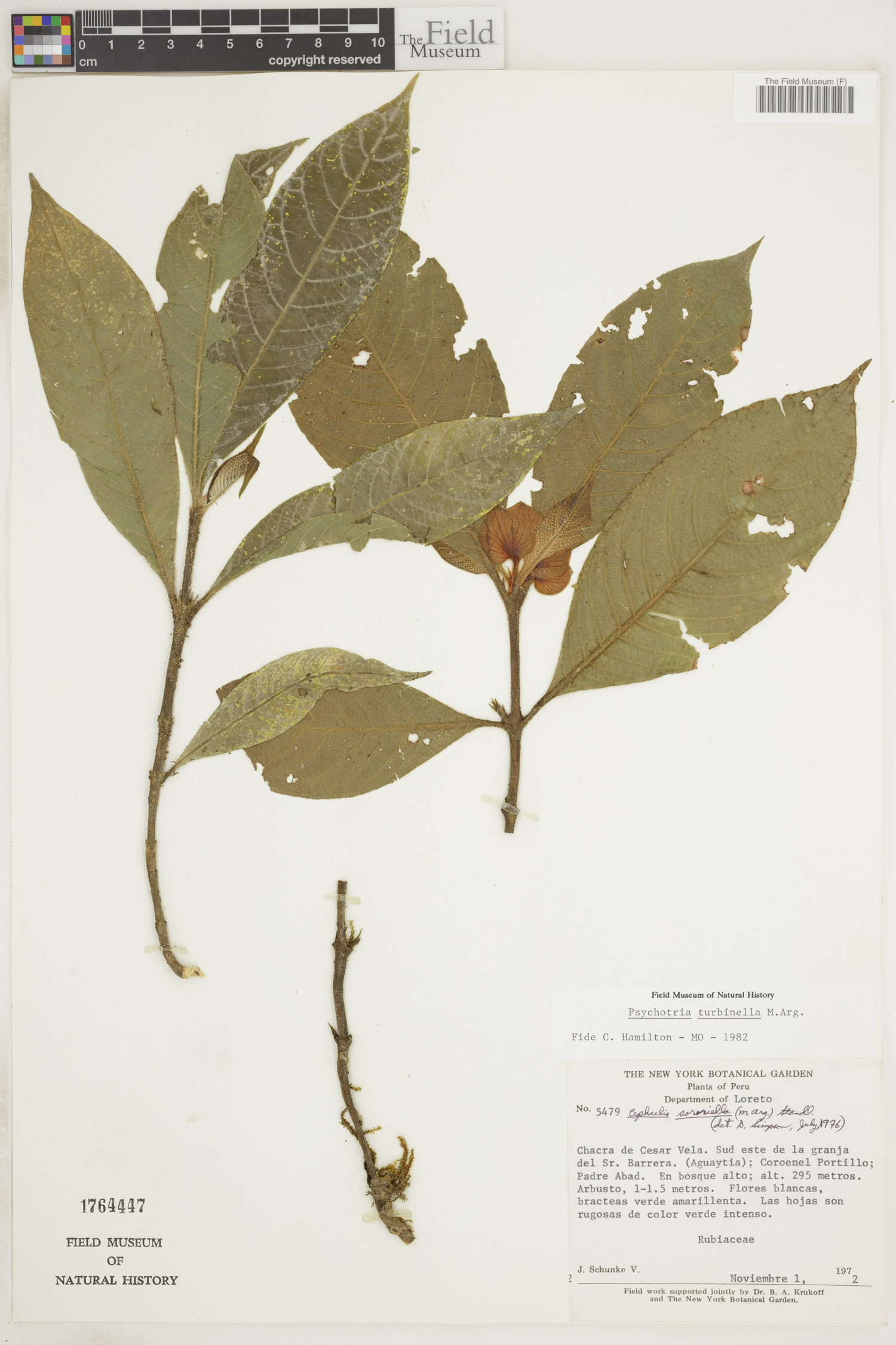 Psychotria turbinella image