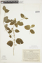 Psychotria ulviformis image