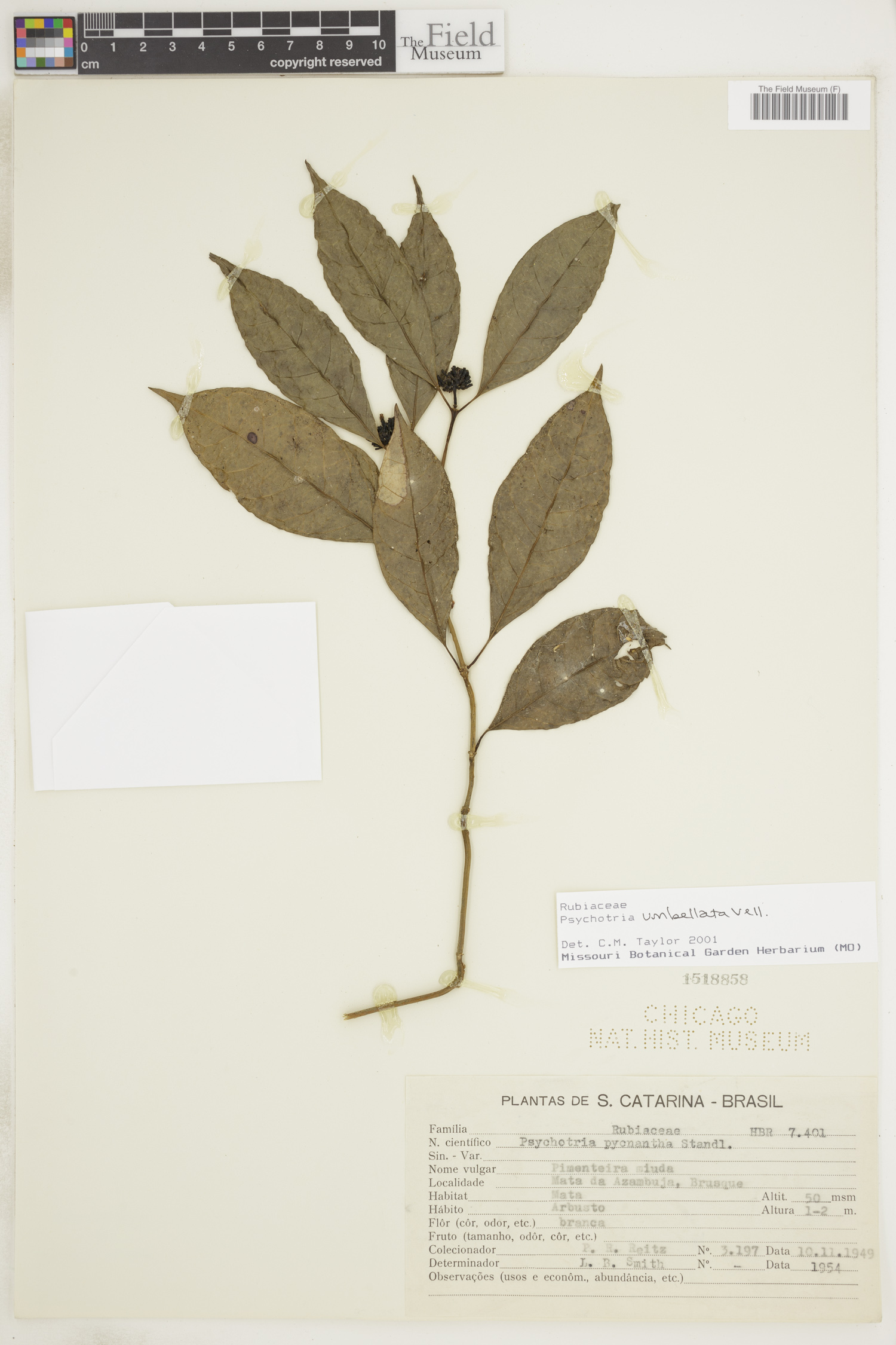 Psychotria umbellata image