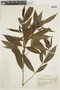 Psychotria nemorosa image