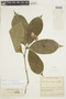 Psychotria urceolata image