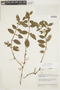 Psychotria variegata image