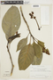 Psychotria vasivensis image