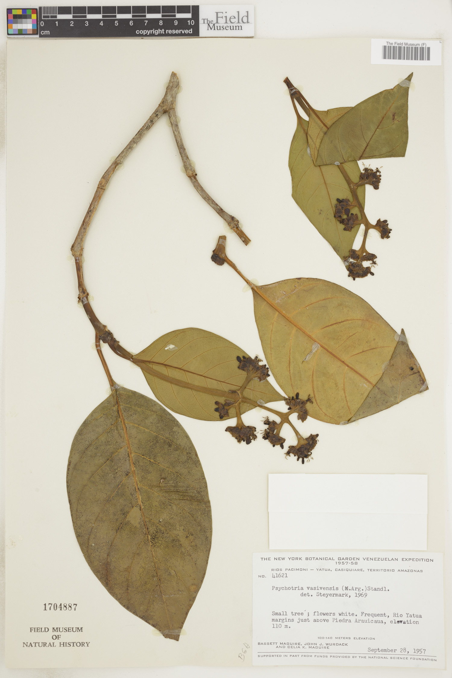 Psychotria vasivensis image