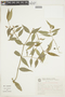 Psychotria vellosiana image