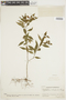 Psychotria vichadensis image