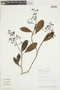Psychotria villosa image