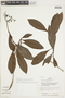 Psychotria villosa image