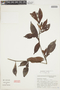 Psychotria viridis image