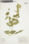 Psychotria warmingii image