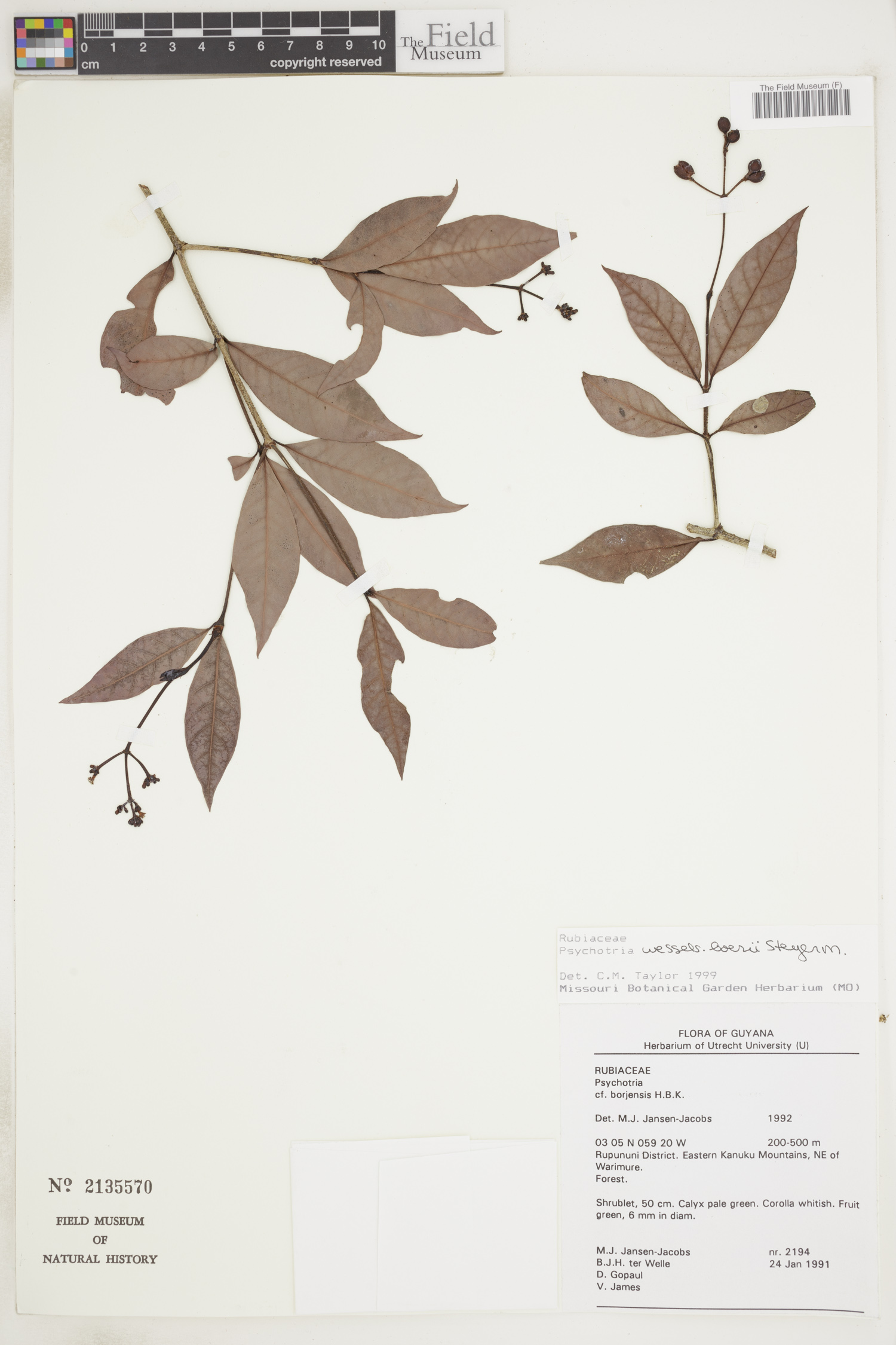 Psychotria wesselsboeri image