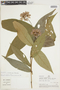Psychotria williamsii image