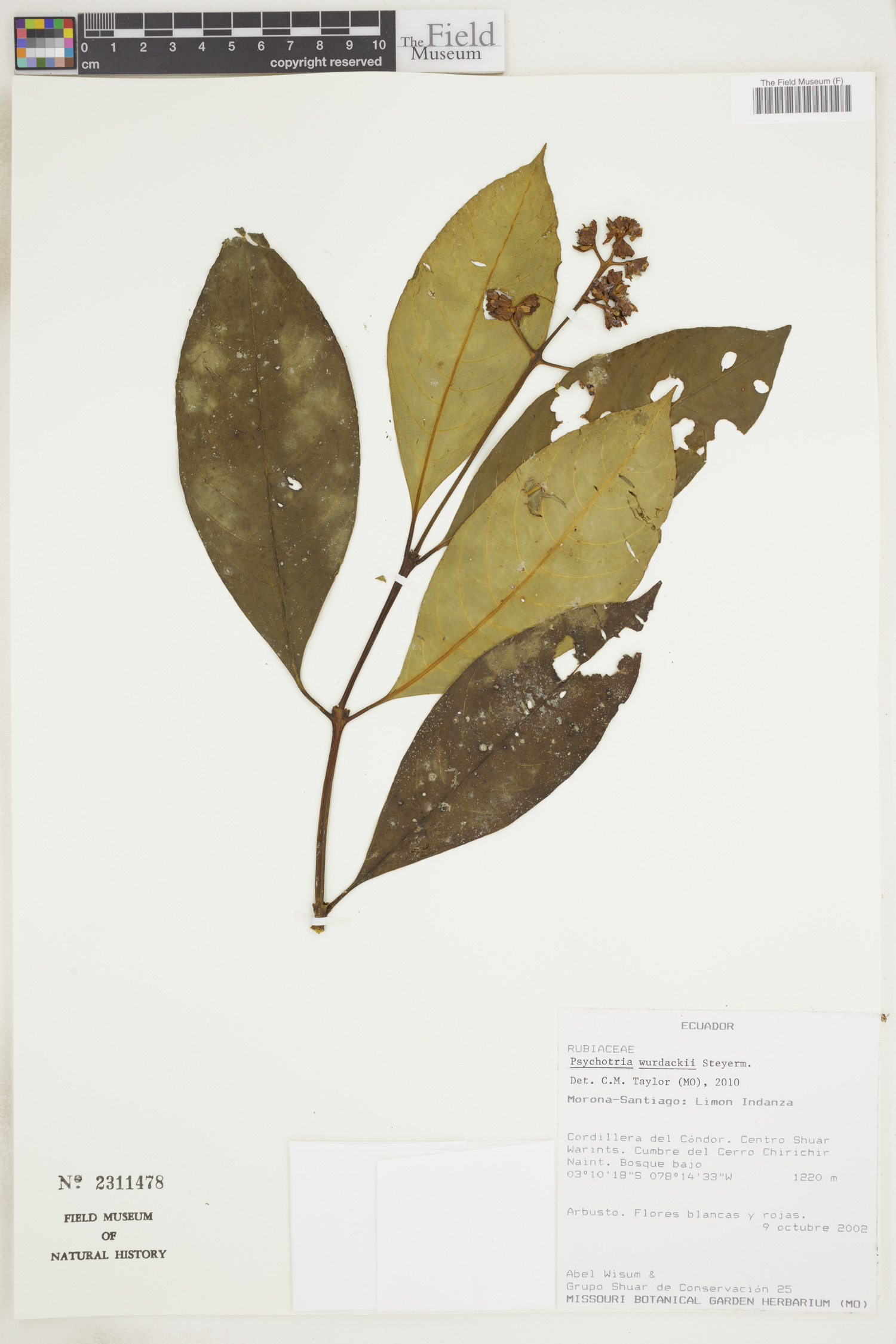 Psychotria wurdackii image
