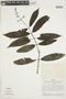 Psychotria yapasensis image
