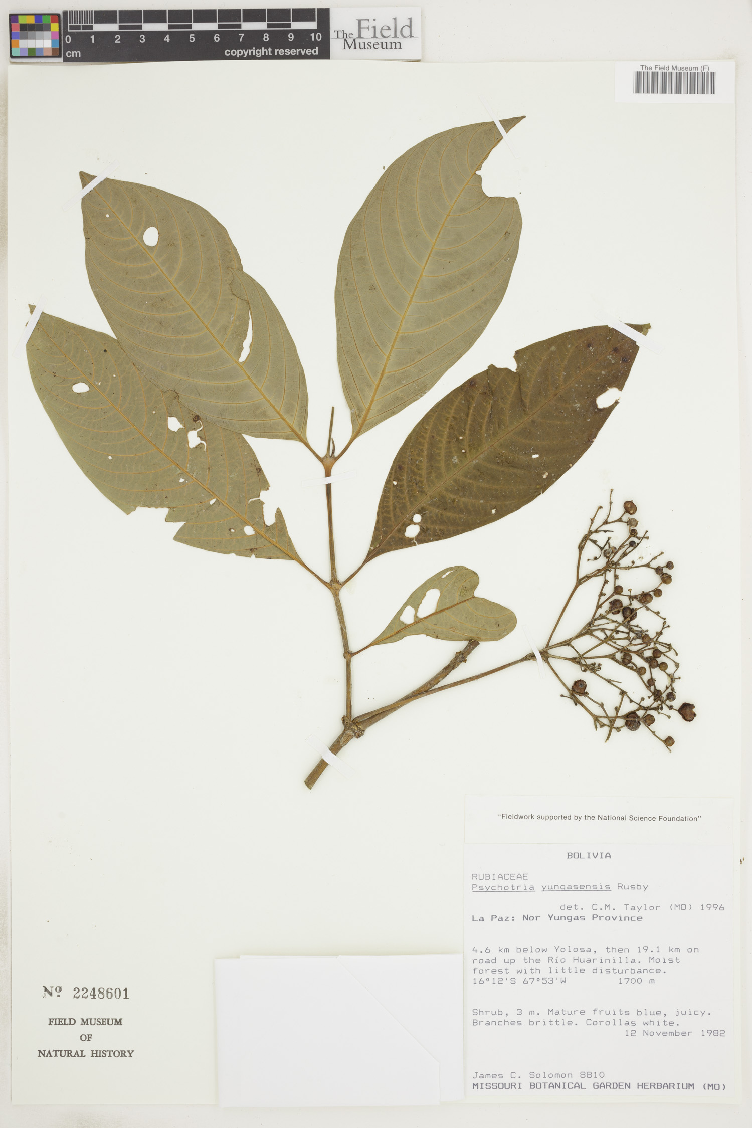 Psychotria yungasensis image