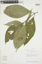Psychotria yungasensis image