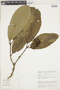Psychotria schlechtendaliana image