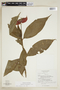 Psychotria poeppigiana image