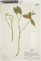 Psychotria polycephala image