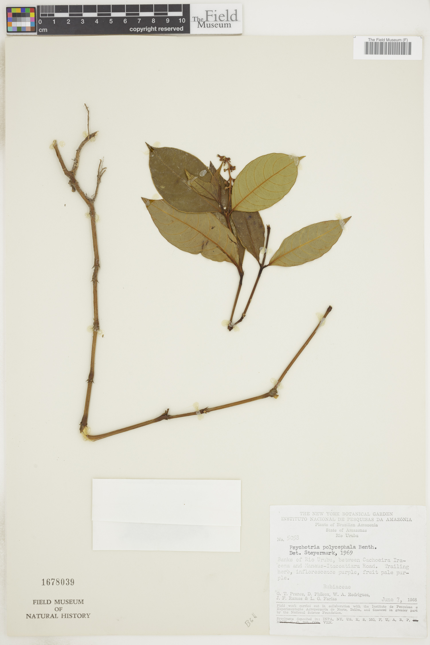 Psychotria polycephala image